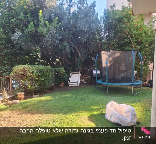 עציצים על הדשא, שיחים ועצים בגינה